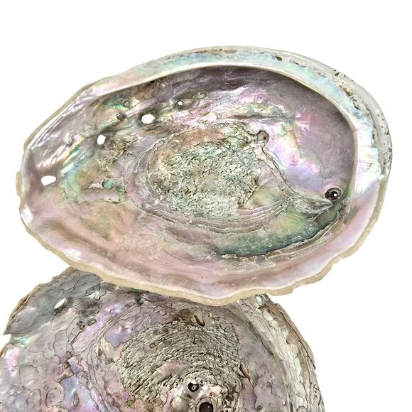 Abalone Shells Set of 2 Decorative Ocean-Themed Home Décor Art Pieces JE252 - Picture 3 of 13